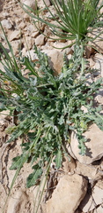 Reichardia tingitana