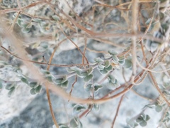 Acmispon argophyllus