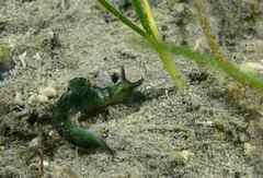 Elysia viridis