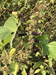 Mucuna pruriens