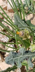Reichardia tingitana