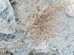 Acmispon argophyllus