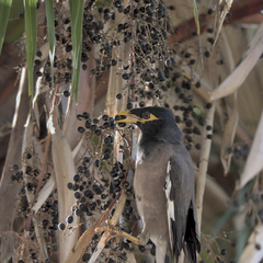 Acridotheres tristis