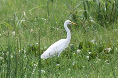Ardea intermedia brachyrhyncha