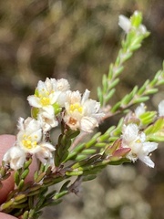 Lachnaea laniflora