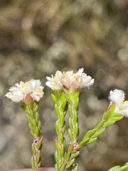 Lachnaea laniflora