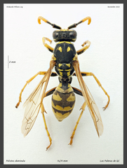 Polistes dominula