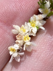 Lachnaea laniflora