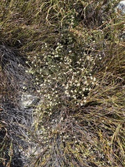 Lachnaea laniflora