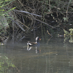 Gallinula chloropus