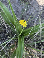 Hypoxis hemerocallidea