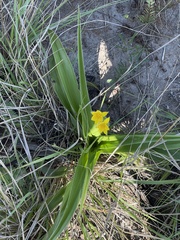 Hypoxis hemerocallidea