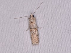 Zamagiria australella