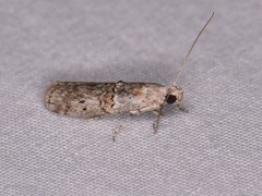 Zamagiria australella