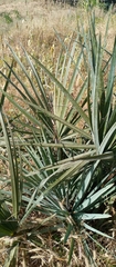 Hyphaene thebaica