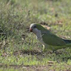 Myiopsitta monachus