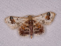 Idaea asceta