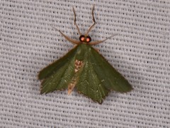 Chloropteryx nordicaria