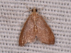 Glaphyria peremptalis