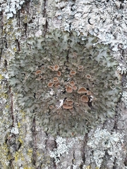 Pleurosticta acetabulum