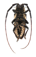 Prosopocera degeeri