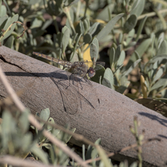 Trithemis annulata