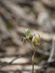 Pterostylis setifera