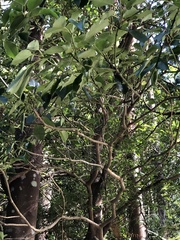 Trochodendron aralioides