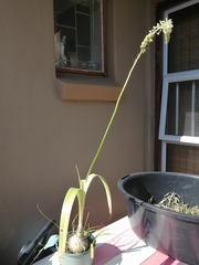 Albuca bracteata