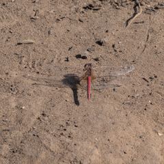 Sympetrum fonscolombii