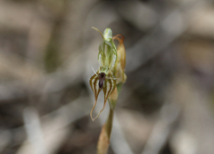 Pterostylis setifera