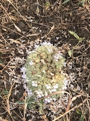 Lepidagathis cristata