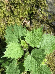 Urtica thunbergiana