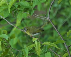 Apalis flavida