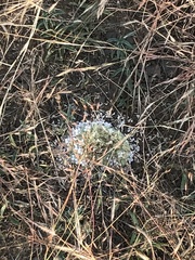 Lepidagathis cristata