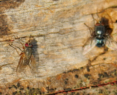 Muscina stabulans