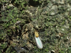 Stephanopis carcinoides