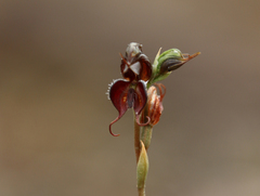 Pterostylis boormanii