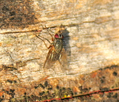 Muscina stabulans