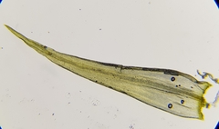 Racomitrium fasciculare