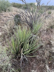 Yucca baccata brevifolia