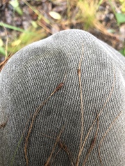 Rhynchospora filifolia