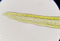 Racomitrium fasciculare