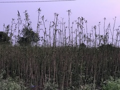 Abelmoschus esculentus