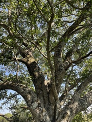 Ficus burkei