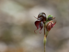 Pterostylis boormanii