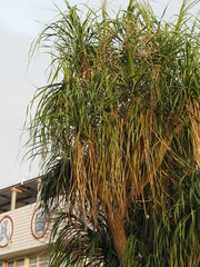 Beaucarnea recurvata