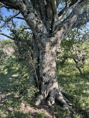 Ficus burkei