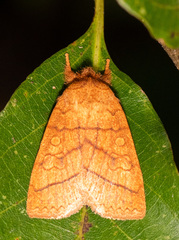 Pyreferra hesperidago