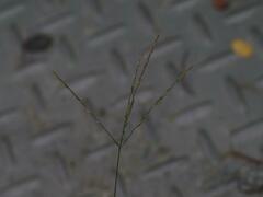 Digitaria sanguinalis